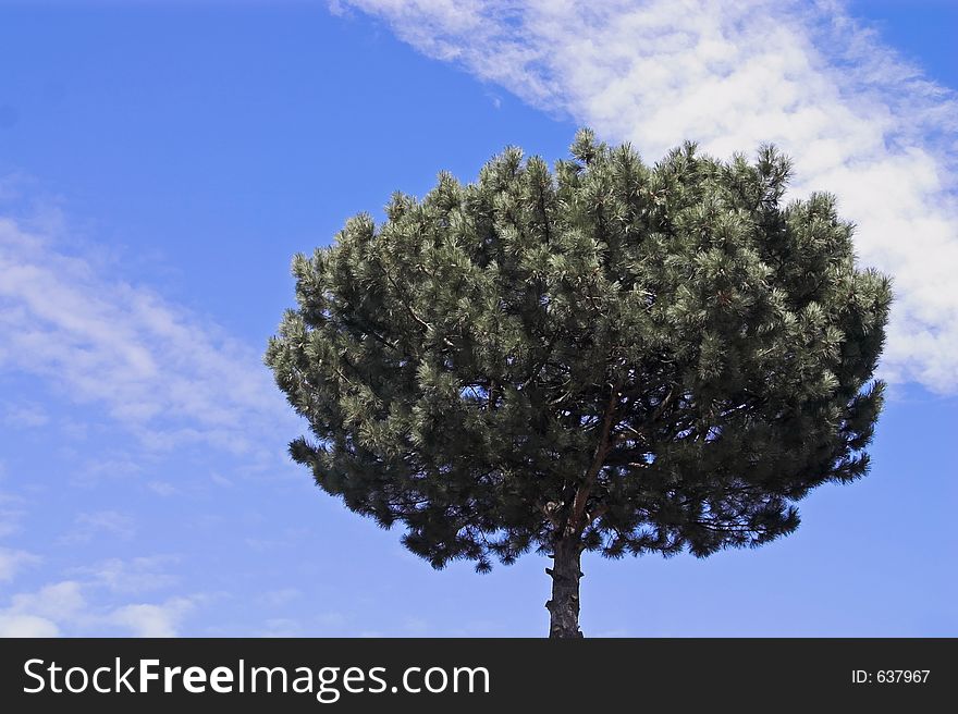 Single tree isolated on blue sky. Single tree isolated on blue sky