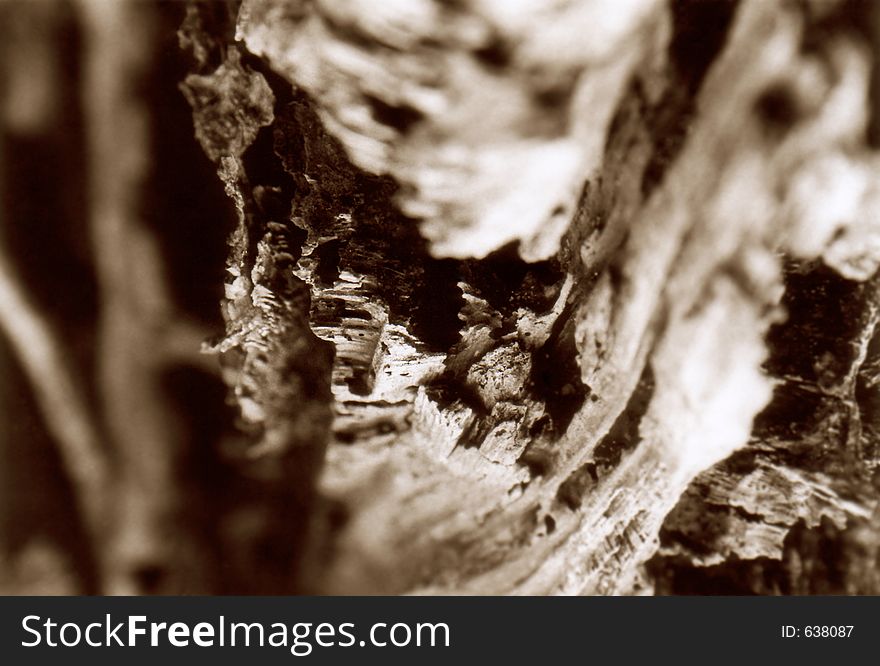 Shot of a tree bark.