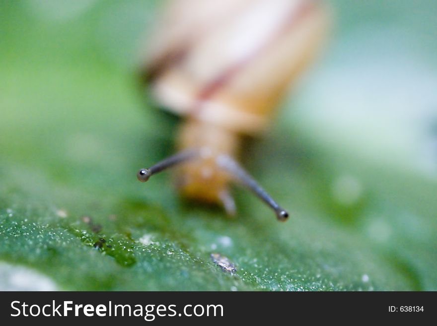 Close up of a snail's eye. Close up of a snail's eye