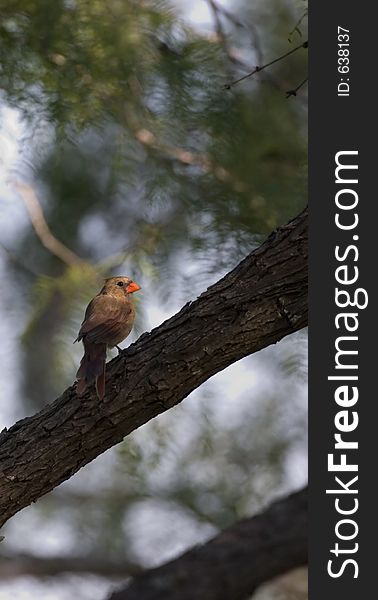 Female cardinal on a limb