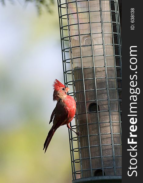 Juvenile male cardinal