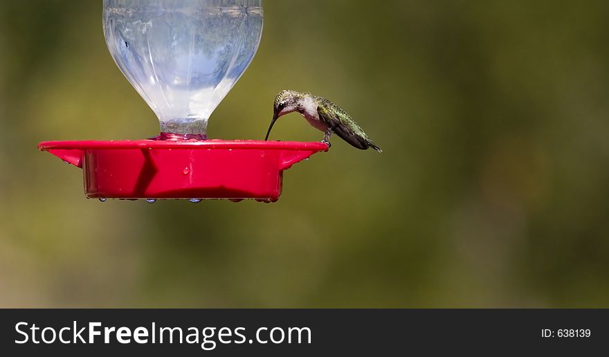 Hummingbird at the feeder. Hummingbird at the feeder