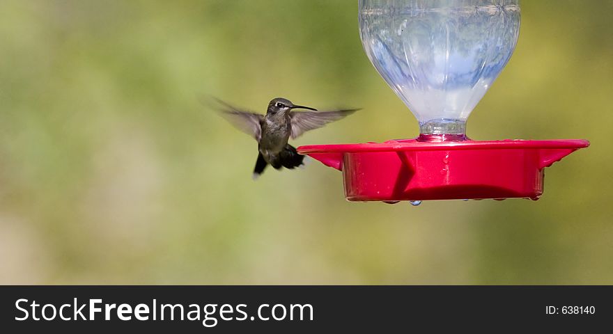 Hummingbird approaching a feeder