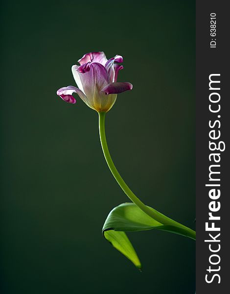 The image Violet a tulip on a green background. The image Violet a tulip on a green background