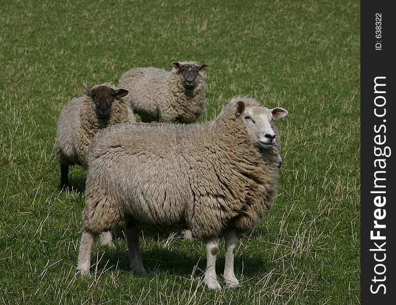 Sheep On A U.K. Farm