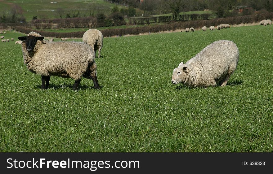 Sheep On A U.K. Farm