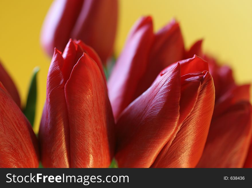 Closeup of red tulip flowers on yellow background. Closeup of red tulip flowers on yellow background