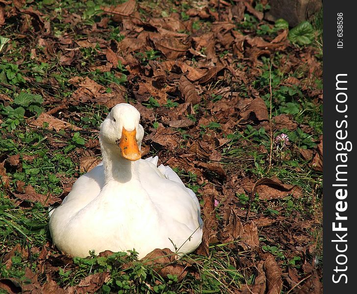 Duck sitting on the grass