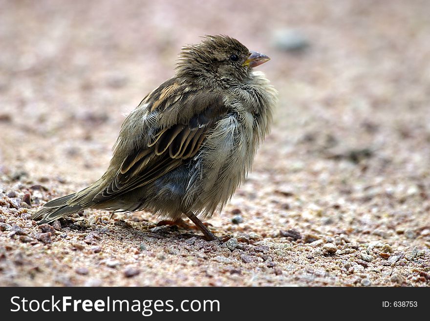 Image close-up of a sparrow. Image close-up of a sparrow