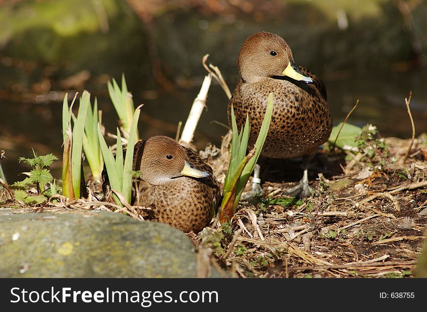 South African yellow Billed Duck