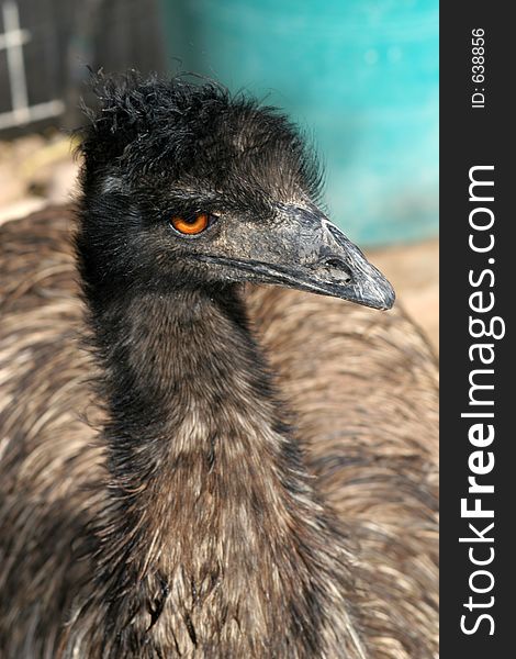 Close-up of an Emu (type of large bird related to an Ostrich) known for emu oil