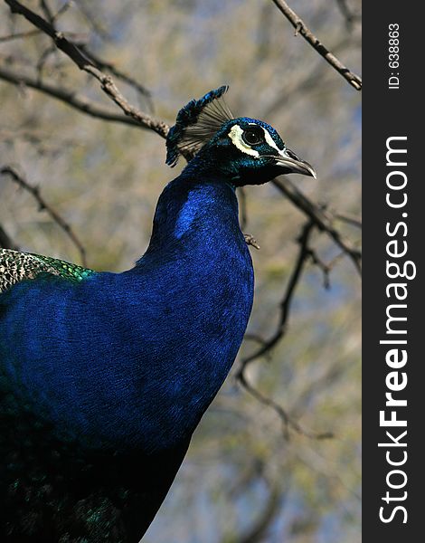 Male peacock posed against a natural background