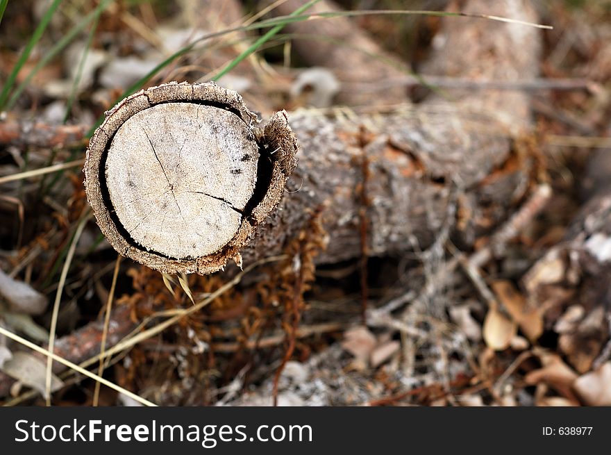 Isolated log