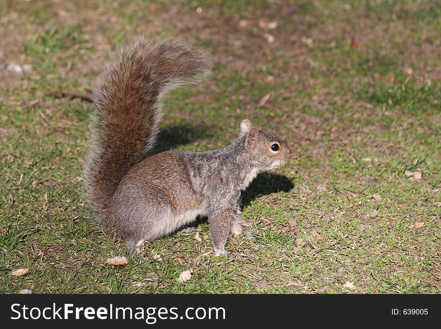 Squirrel in Central Park, New York City. Squirrel in Central Park, New York City