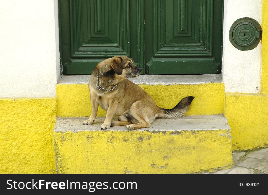 Pet at house door as a guardian. Alcacer do Sal, southern Portugal,E.U. Pet at house door as a guardian. Alcacer do Sal, southern Portugal,E.U.
