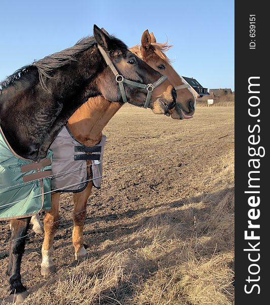 Two horses behind electric fence