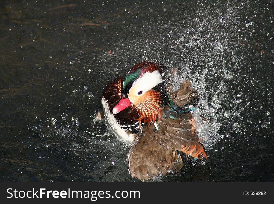 Mandarin duck drying its feathers, on the water, Aix Galericulata