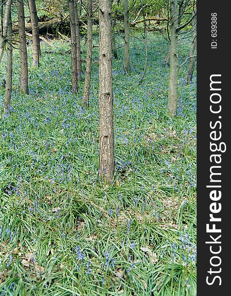 Bluebells in spring amoung the trees in the woods. Bluebells in spring amoung the trees in the woods.