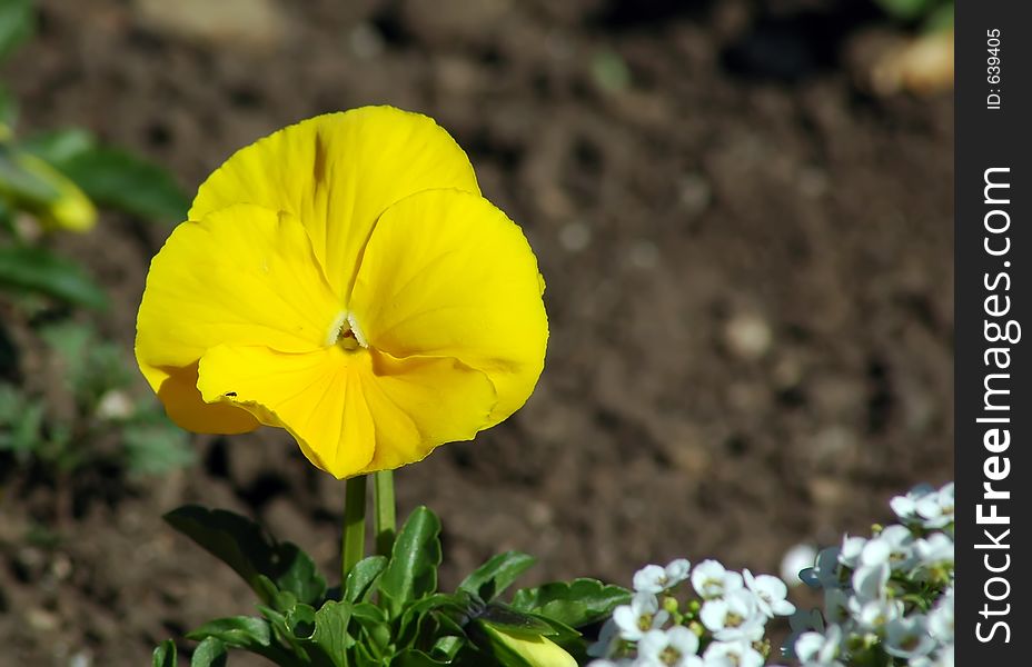 Beautiful yellow flower lightened by the sun. Beautiful yellow flower lightened by the sun.