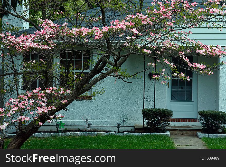 Country Cottage And Tree Blossom