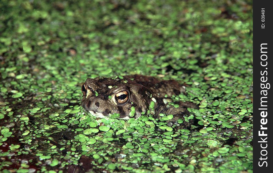 Common toad in duck weed