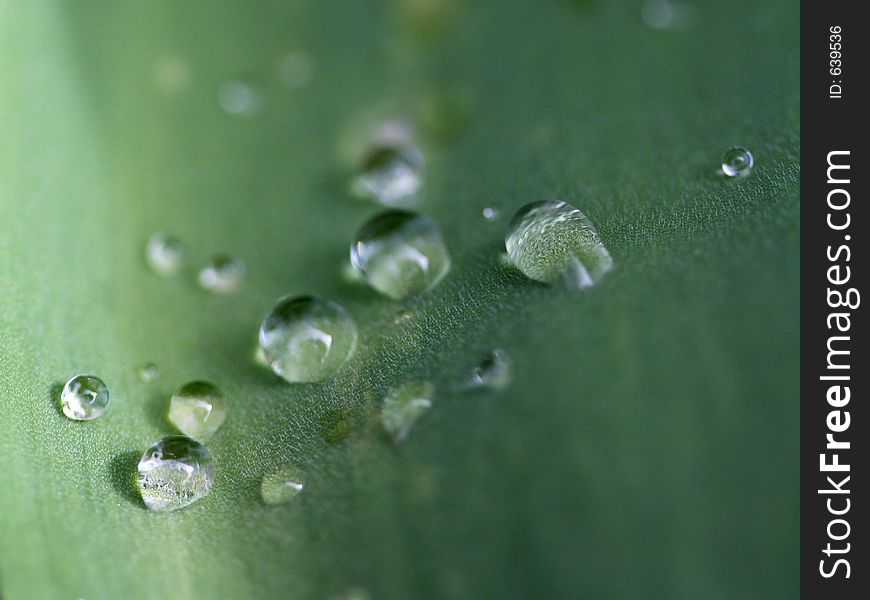 Droplets of water(rain) on a leaf's surface