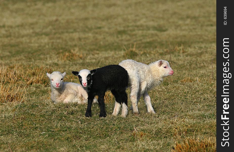 One black lamb and two white lambs standing in a field in spring. One black lamb and two white lambs standing in a field in spring.