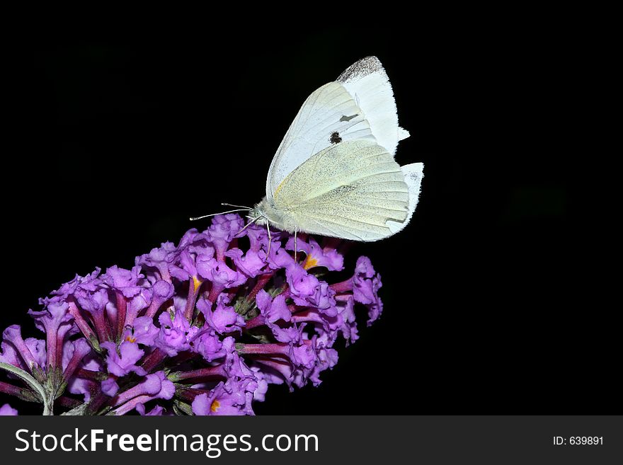 Cabbage White Butterfly