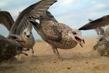 Super Close Seagull Stock Image Super Close Seagull Stock Image