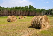Field With Haystacks Stock Image Field With Haystacks Stock Image