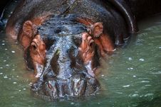 Nile Hippopotamus In Water Royalty Free Stock Photo