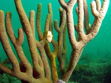Flamingo Tongue Stock Photography Flamingo Tongue Stock Photography