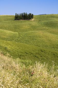 TUSCANY Countryside With Cypress Stock Photography TUSCANY Countryside With Cypress Stock Photography
