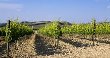 TUSCANY Countryside With Vineyards Stock Photos TUSCANY Countryside With Vineyards Stock Photos