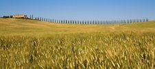 TUSCANY Countryside With Cypress And Farm Stock Photography TUSCANY Countryside With Cypress And Farm Stock Photography