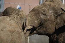 Elephants Royalty Free Stock Images Elephants Royalty Free Stock Images