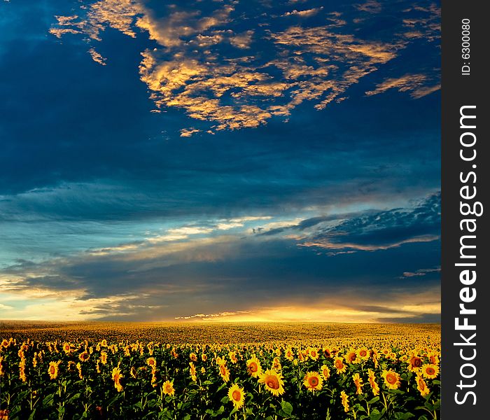 A field of sunflowers, in the south of Ukraine