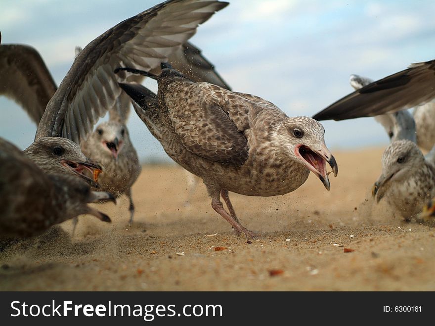 Seagull looking right into lens of camera. Seagull looking right into lens of camera