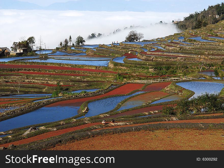 The colorful field, I like it. The colorful field, I like it.