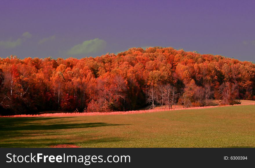Beautiful trees in red, orange and gold bursting with color. Beautiful trees in red, orange and gold bursting with color.