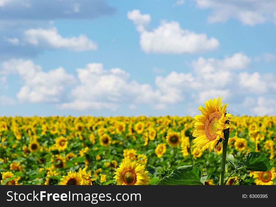 Sunflower field