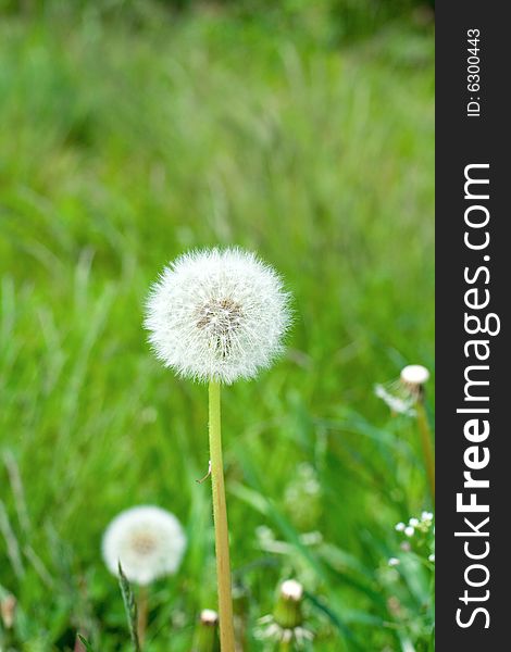 Dandelion in the green grass, spring meadow. Dandelion in the green grass, spring meadow