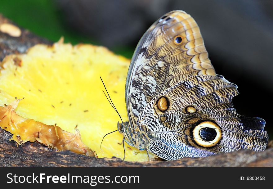 Butterfly Feeding On Tropical Fruit