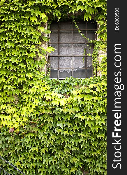 Window covered with climbing green. Window covered with climbing green