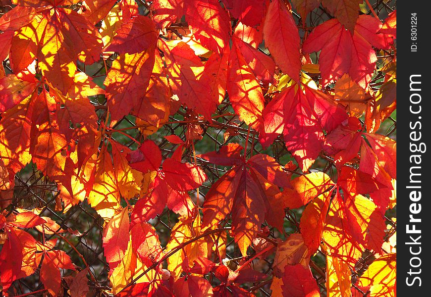 Red Leaves In Sunlight
