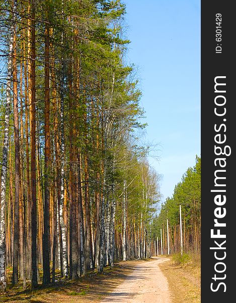 Road in the forest