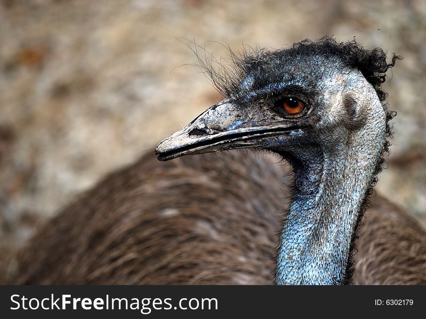 Emu Profile