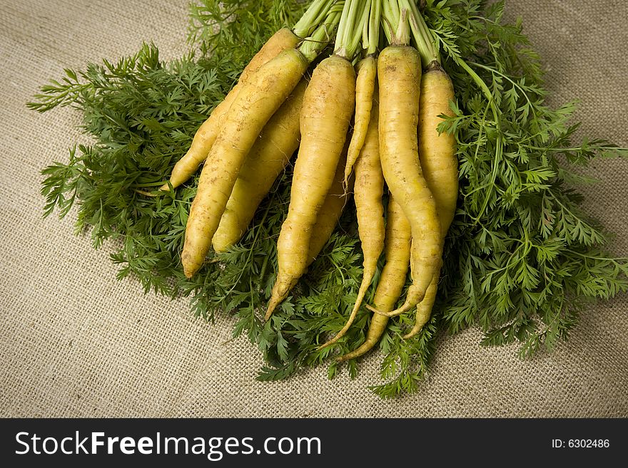 Freshly picked organic yellow carrots. This is the way all carrots looked before the 'orange gene' was introduced over 100 years ago.