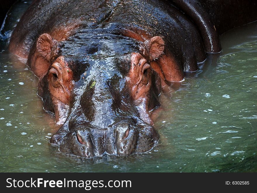A nile hippopotamus cooling itself in the water. This image was taken at the national zoo in kl. A nile hippopotamus cooling itself in the water. This image was taken at the national zoo in kl.