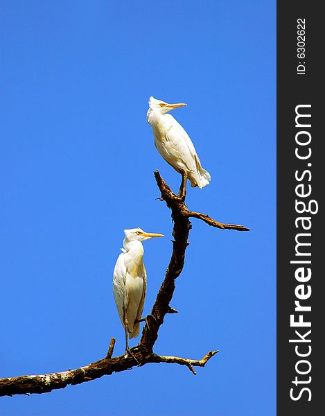 Two great white egrets resting on a tree branch with blue sky background